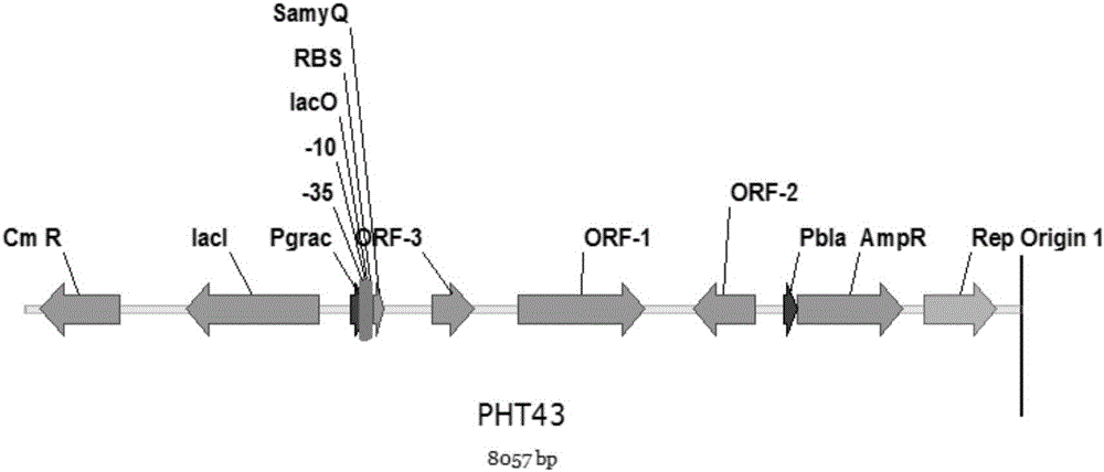 Bacillus gene knockdown carrier plasmid pBD1 based on dCas9, construction and application