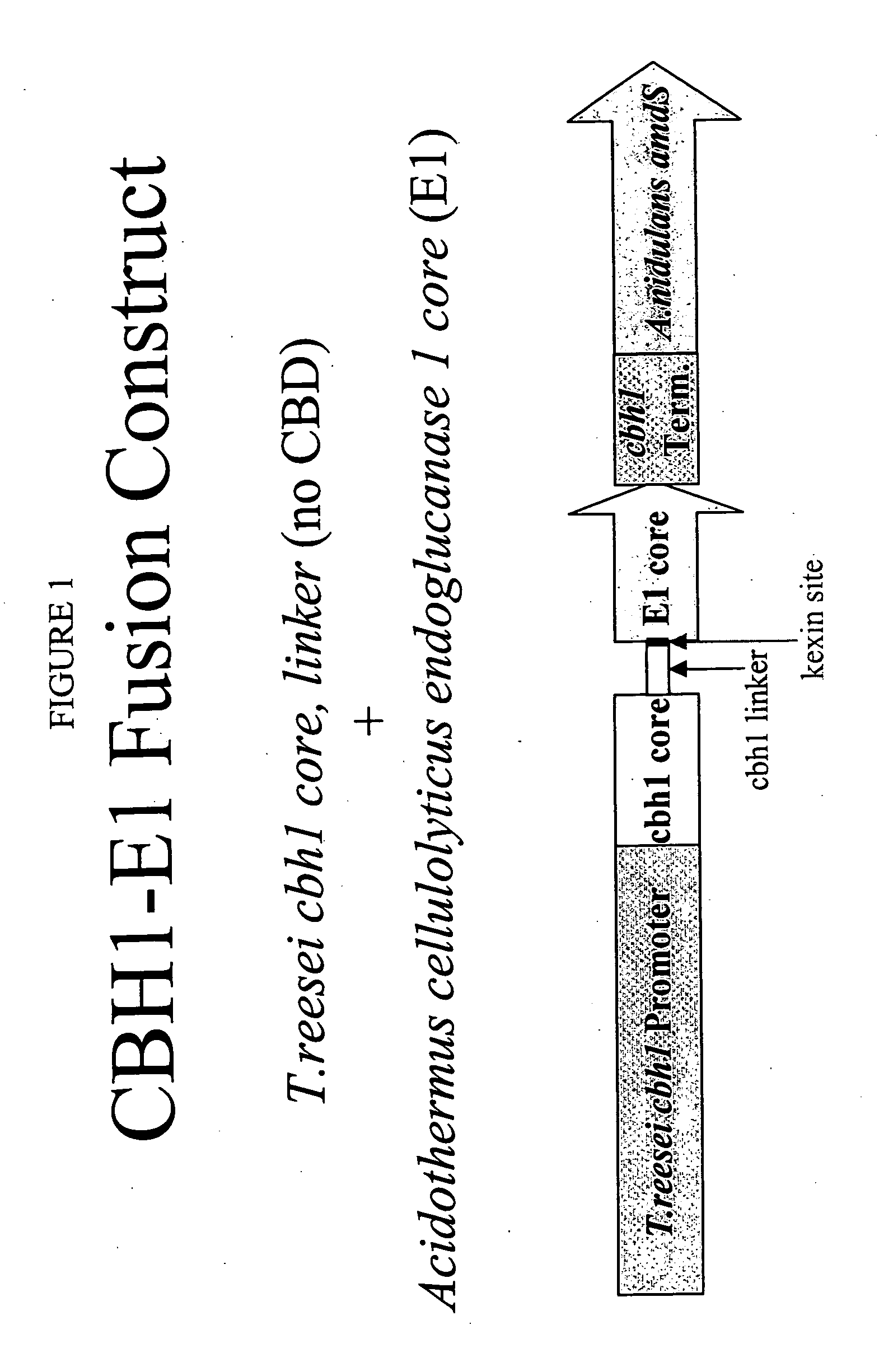 Exo-endo cellulase fusion protein