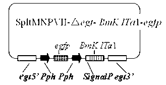 Prodenia litura genetically engineered virus NO.2 and construction method thereof