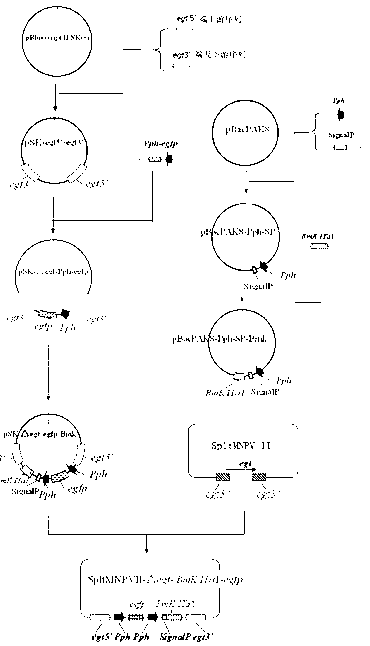 Prodenia litura genetically engineered virus NO.2 and construction method thereof