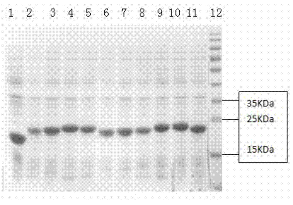 Epitope minimum motif peptide of P1, VP2 and VP4 structural proteins in type O foot and mouth disease virus (FMDV) strain (O/BY/CHA/2010) and application of epitope minimum motif peptide