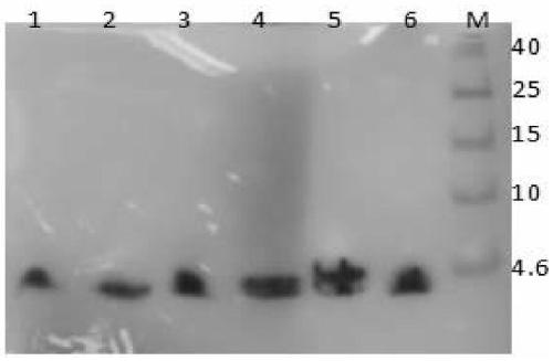 Glucagon-like peptide-1 analogs and uses thereof