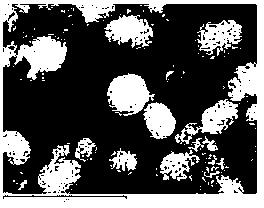 Preparation method of modified manganese oxide material for lithium ion batteries