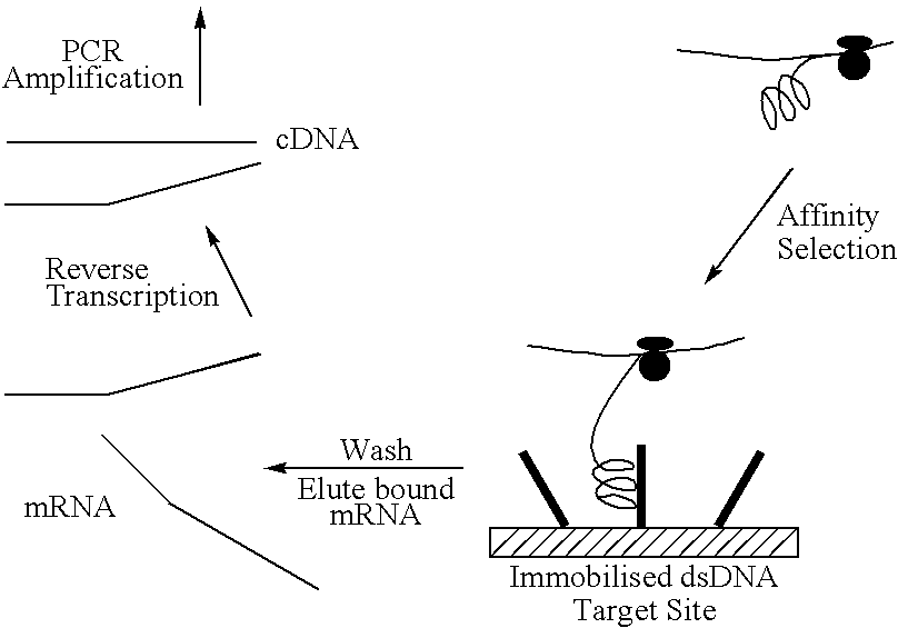 Screening system for zinc finger polypeptides for a desired binding ability