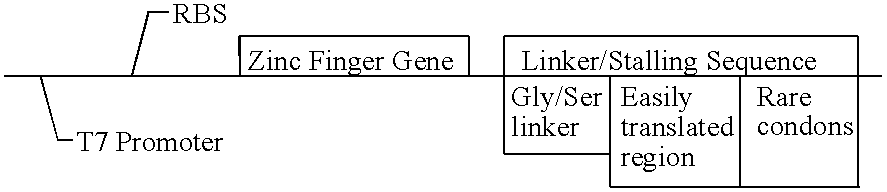 Screening system for zinc finger polypeptides for a desired binding ability