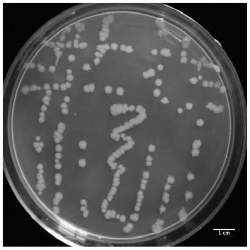 Plant growth-promoting strain XN-K13 and application thereof