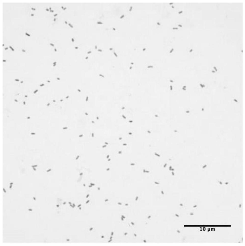 Plant growth-promoting strain XN-K13 and application thereof