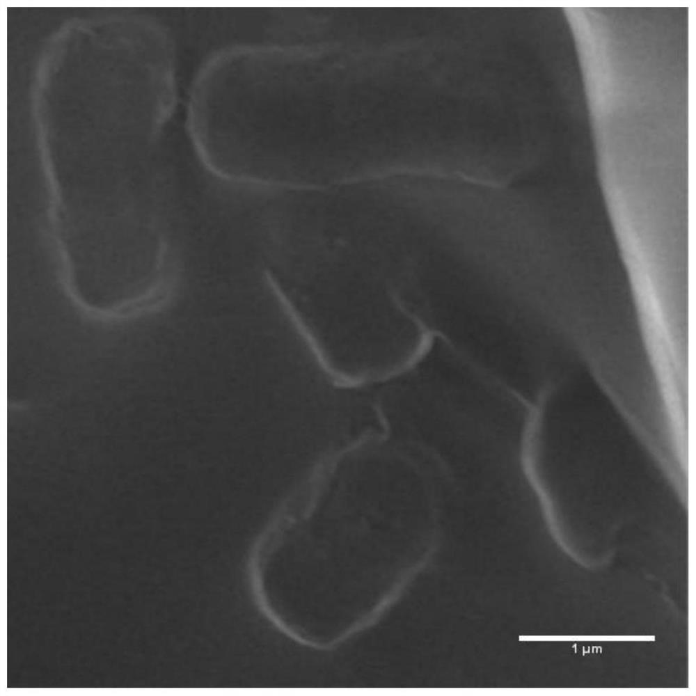 Plant growth-promoting strain XN-K13 and application thereof