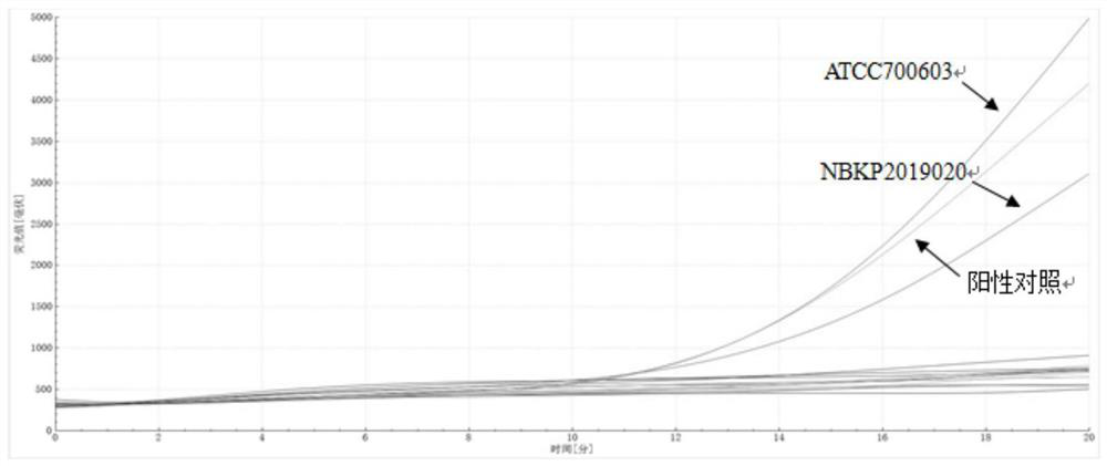 Primer and probe sequence for klebsiella pneumoniae fluorescence RAA detection and application