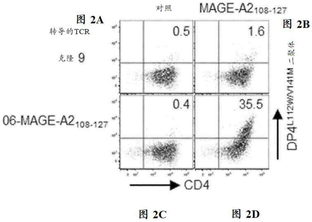 T cell receptors and methods of use thereof