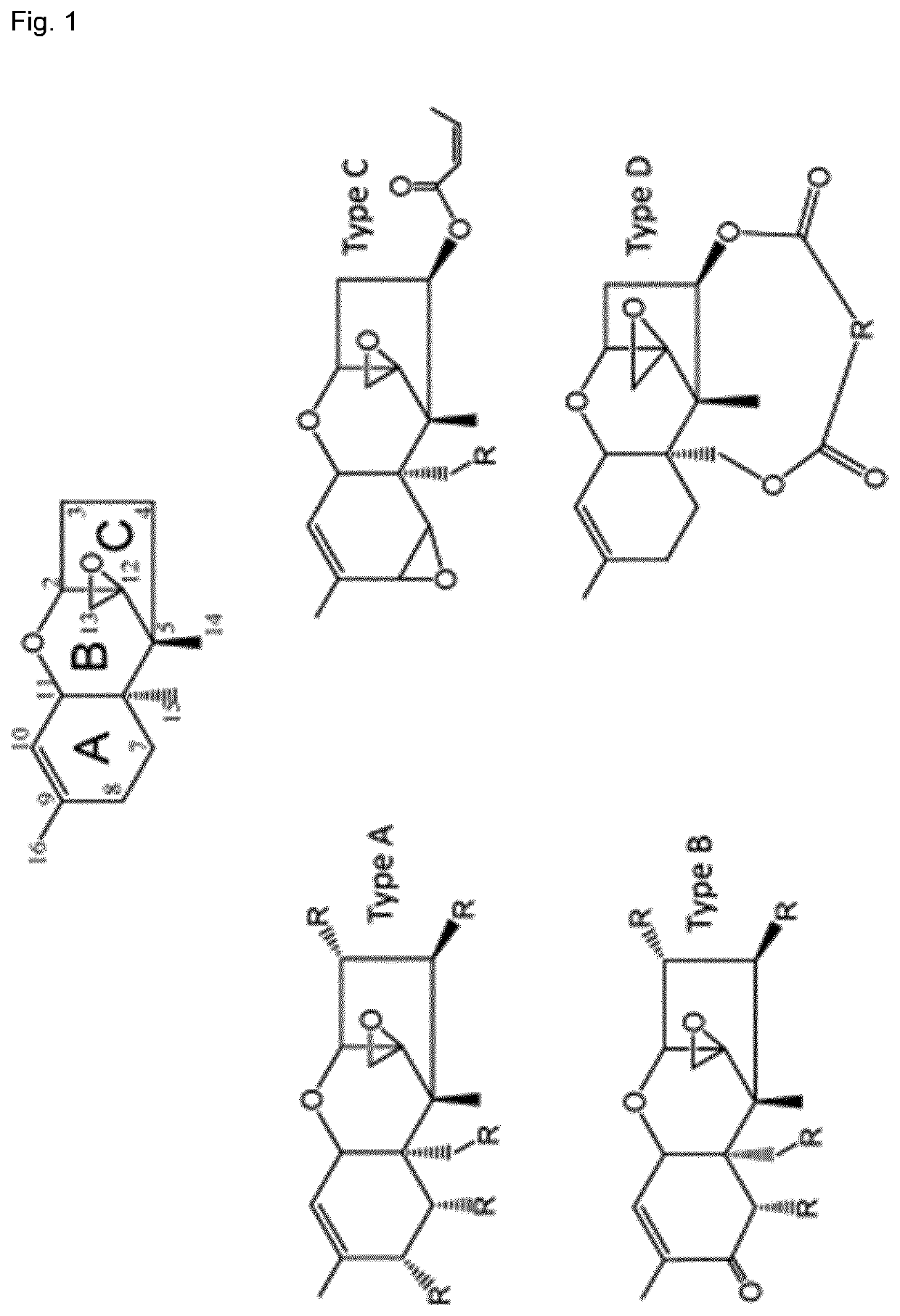 Method for biotransformation of trichothecenes