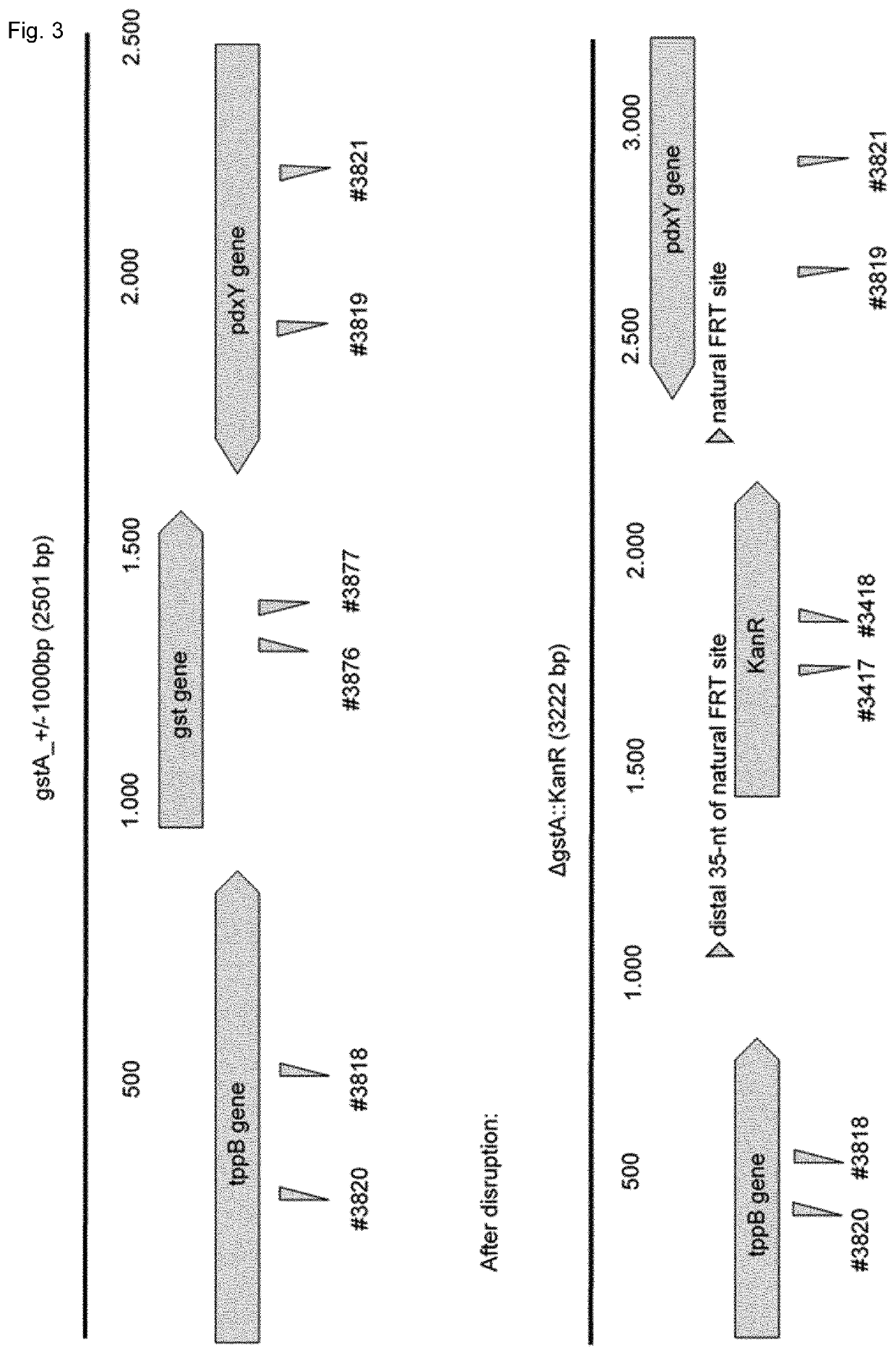 Method for biotransformation of trichothecenes