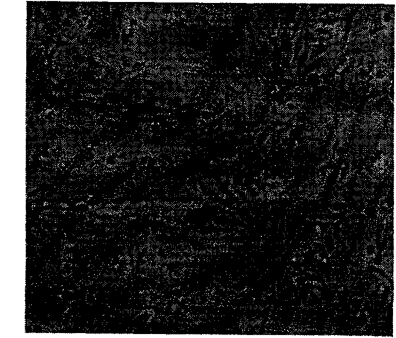 Method for separating and cultivating porcine marrow endothelial progenitor cell