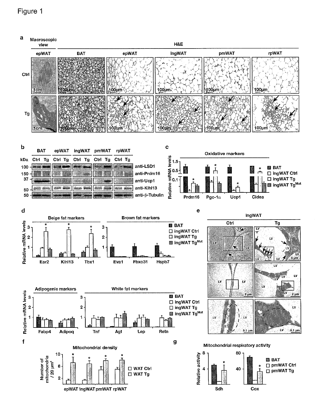 Animal model for type 2 diabetes and obesity