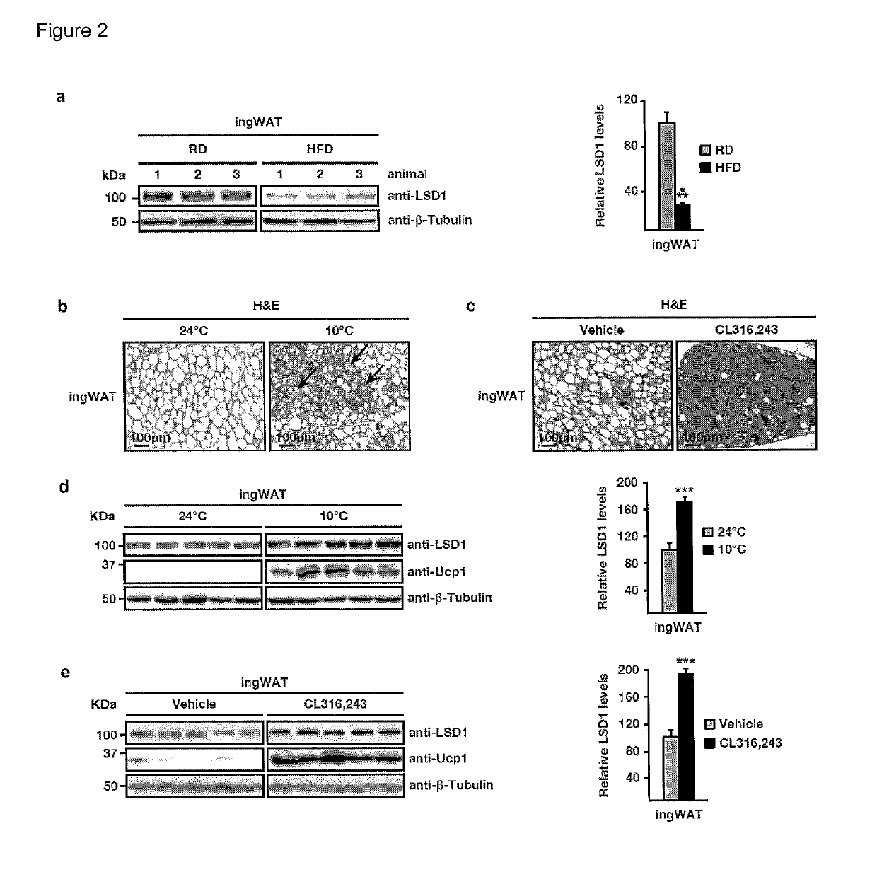 Animal model for type 2 diabetes and obesity