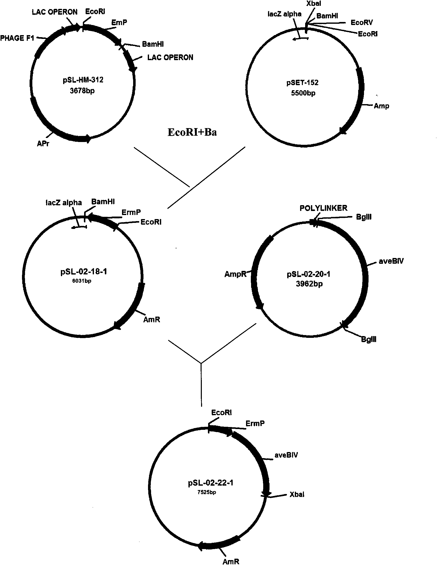 Genetically engineered strain of streptomyces coeruleorubidus producing epi-daunorubicin and preparing method thereof