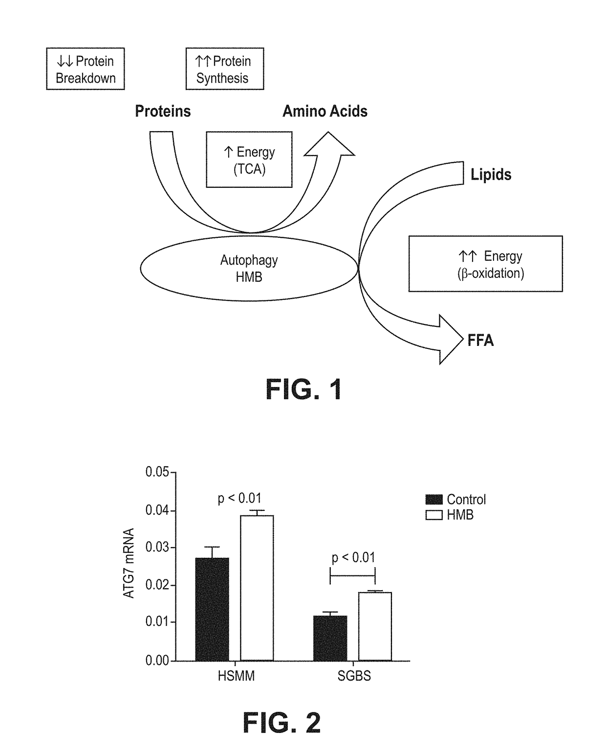 Compositions and methods of use of β-hydroxy-β-methylbutyrate (HMB) for modulating autophagy and lipophagy