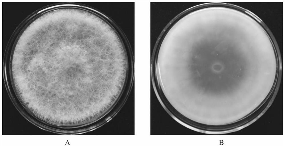 Fusarium oxysporum FP26 and application thereof