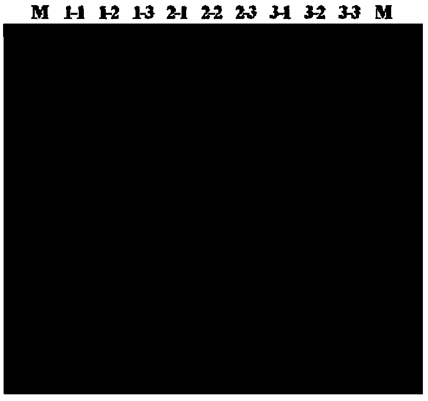 General microsatellite multiplex fluorescent PCR method for hypophthalmichthys molitrix and hypophthalmichthys nobilis