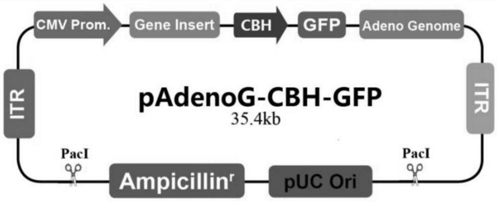 Recombinant adenovirus ADV-lncRNA Gm44275 as well as construction method and application thereof