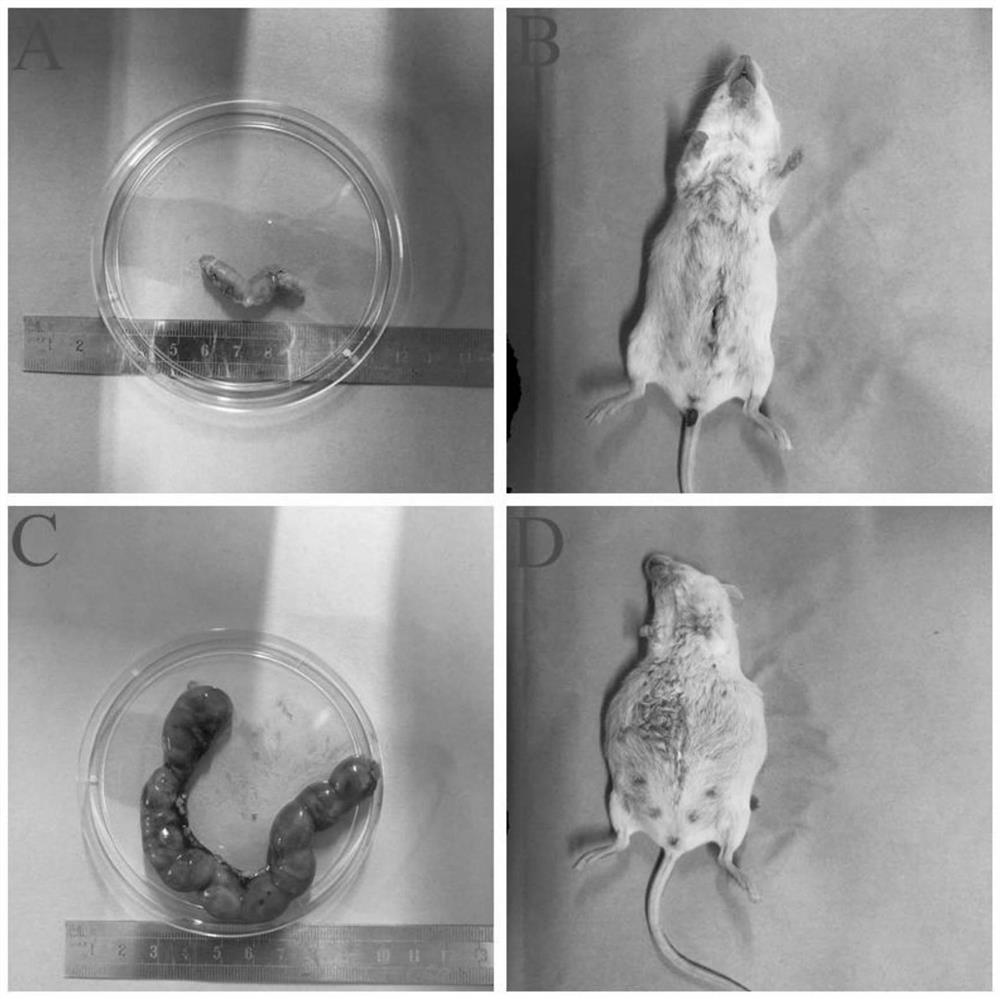 Recombinant adenovirus ADV-lncRNA Gm44275 as well as construction method and application thereof