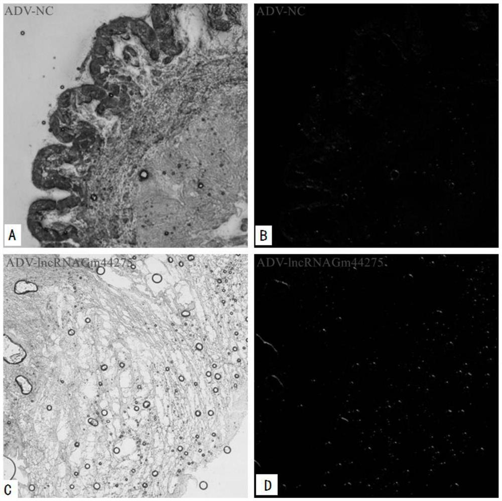 Recombinant adenovirus ADV-lncRNA Gm44275 as well as construction method and application thereof