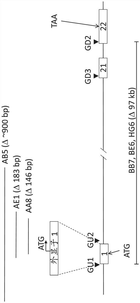 Complement factor h gene knockout rat as a model of c3 glomerulopathy