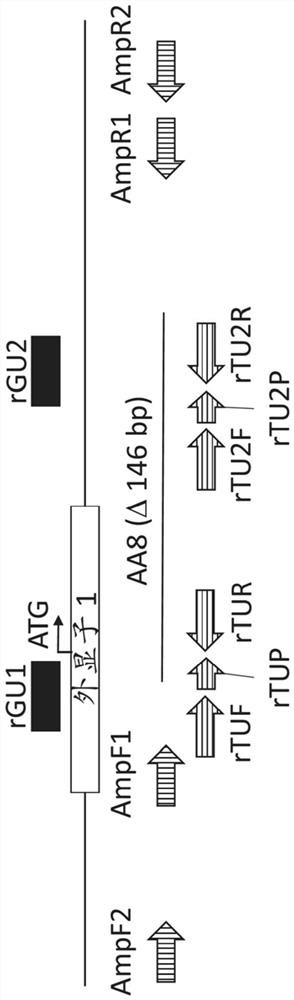 Complement factor h gene knockout rat as a model of c3 glomerulopathy