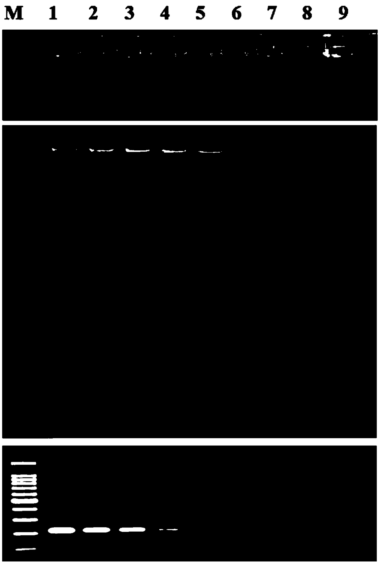 Specific sequence of konjac soft rot bacteria, and detection primer and application thereof