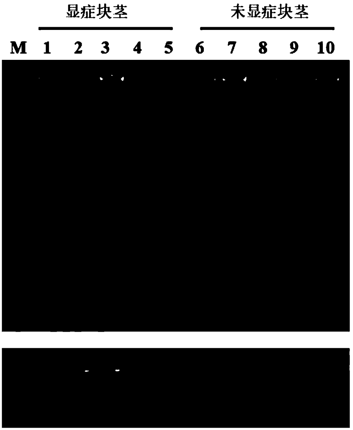 Specific sequence of konjac soft rot bacteria, and detection primer and application thereof