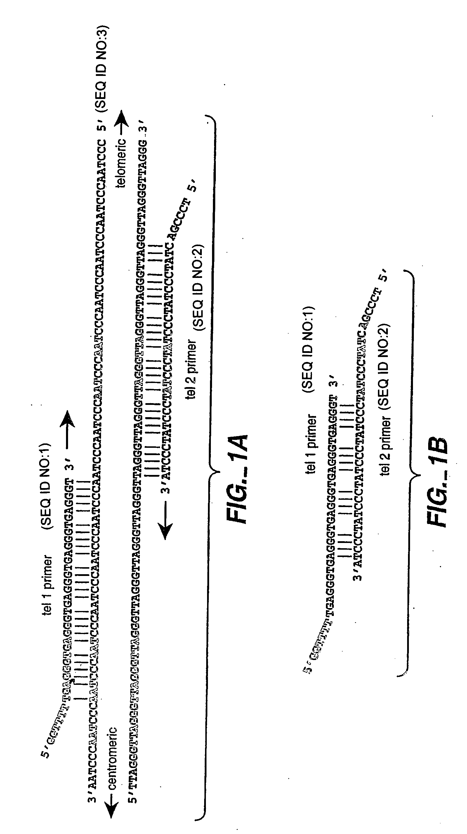 Methods of predicting mortality risk by determining telomere length