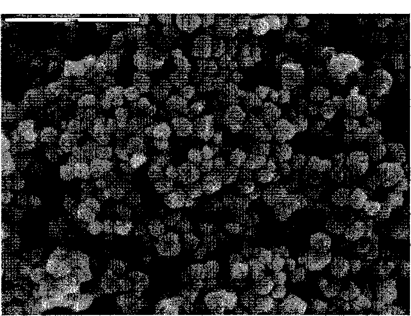 Method for synthesizing granular beta molecular sieve with montmorillonoid