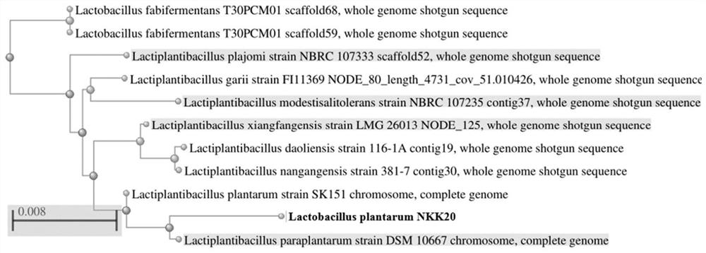 A kind of lactobacillus plantarum and application thereof