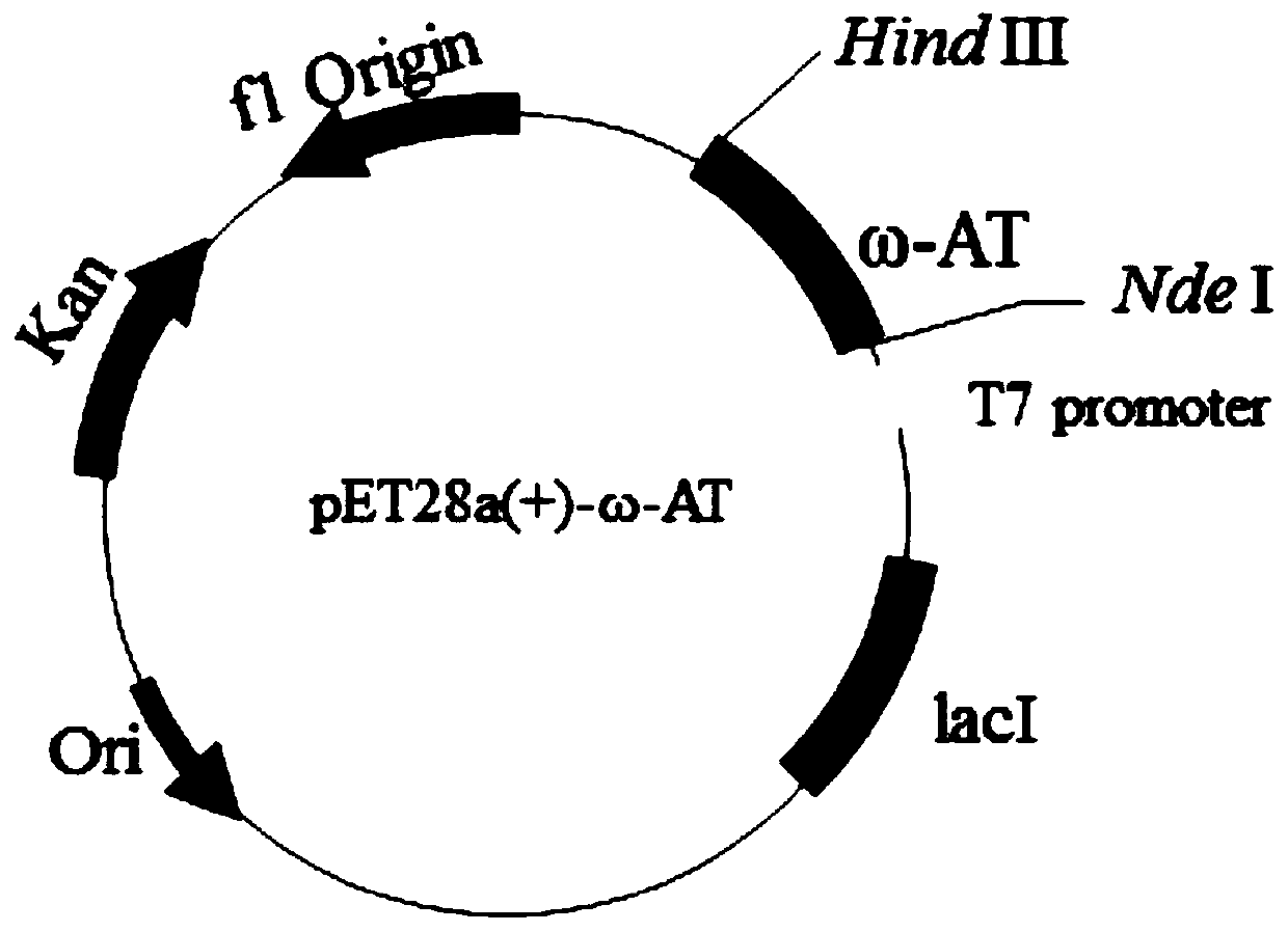 Omega-transaminase mutant and its preparation method and application