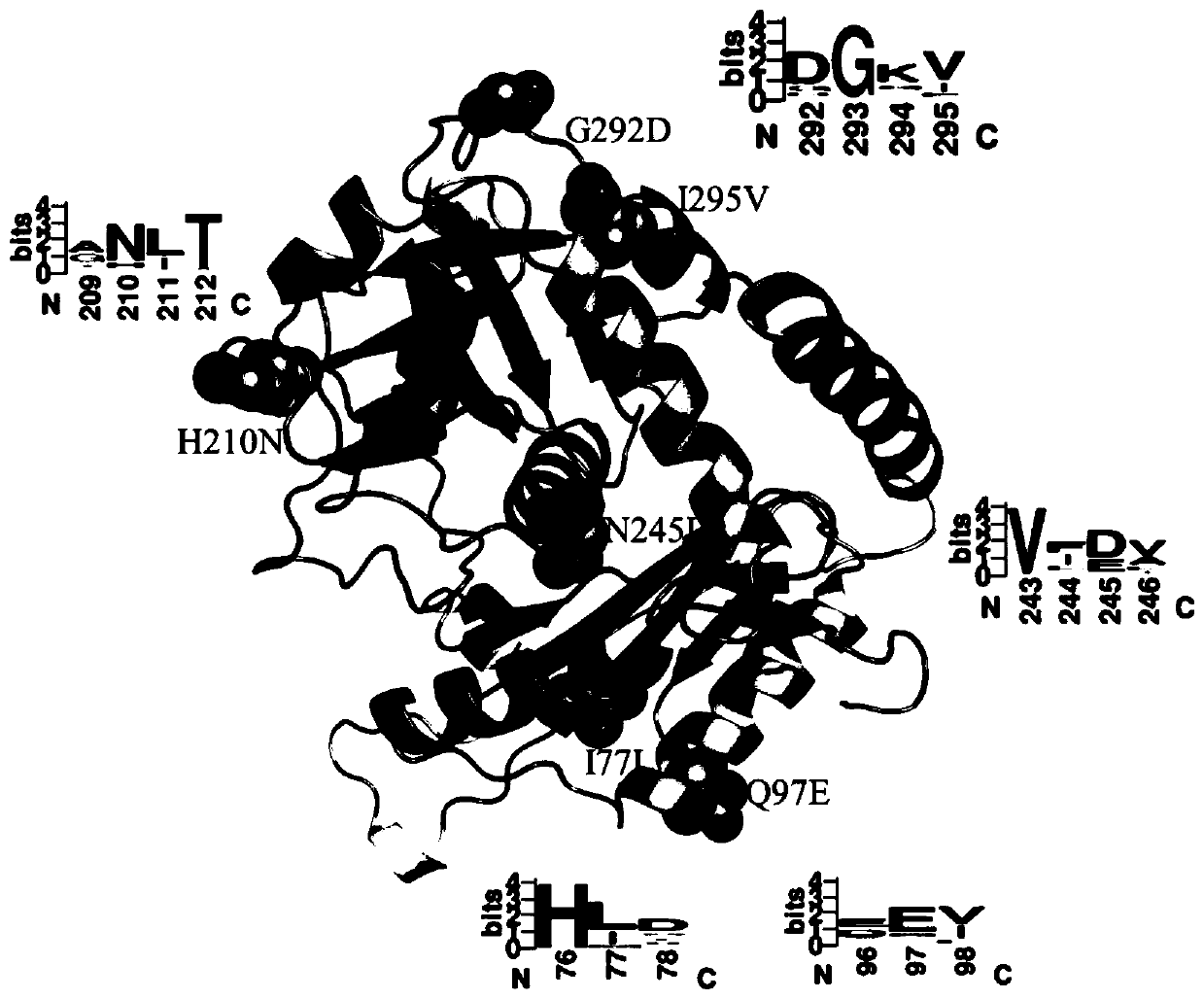 Omega-transaminase mutant and its preparation method and application