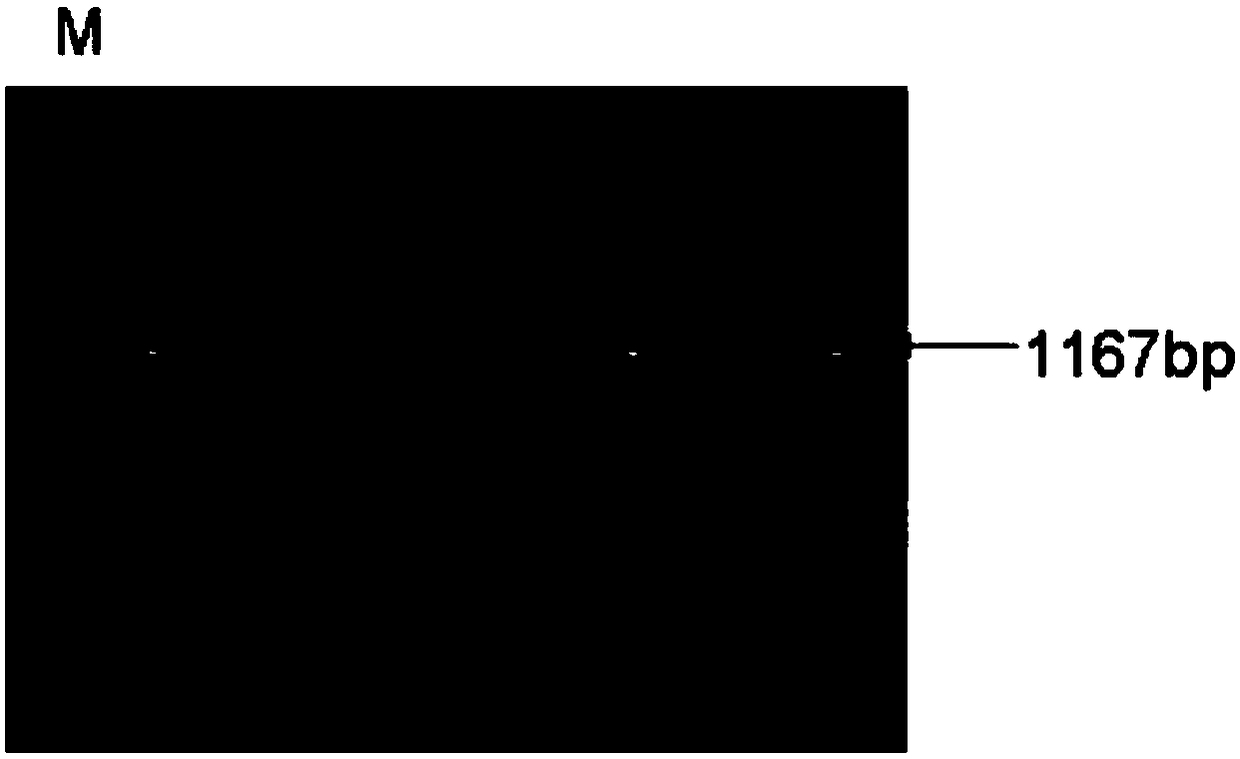 Detection method using prss2 gene as molecular marker of milk protein content