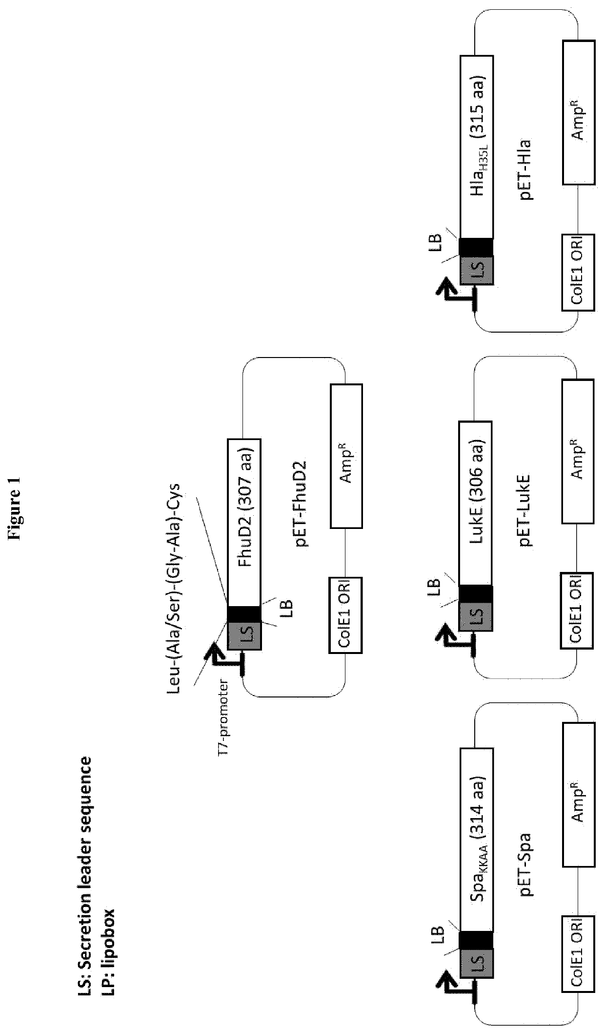 Fusion proteins for the outer membrane vesicle (OMV) delivery of heterologous polypetides and immunogenic compositions thereof