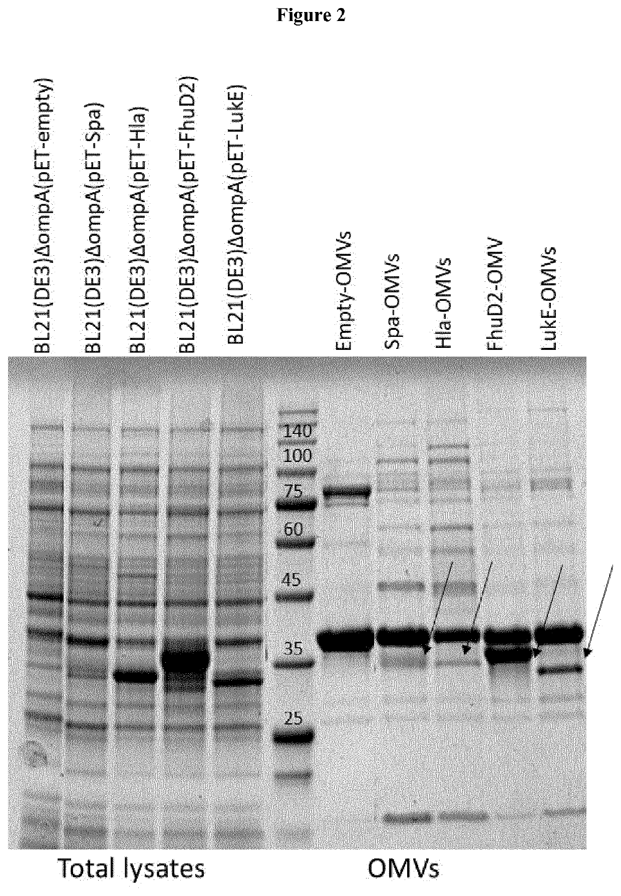 Fusion proteins for the outer membrane vesicle (OMV) delivery of heterologous polypetides and immunogenic compositions thereof