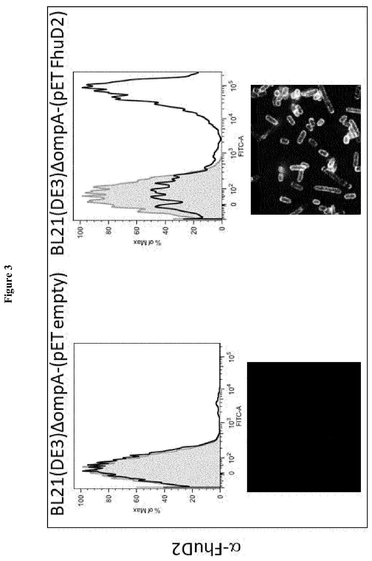 Fusion proteins for the outer membrane vesicle (OMV) delivery of heterologous polypetides and immunogenic compositions thereof