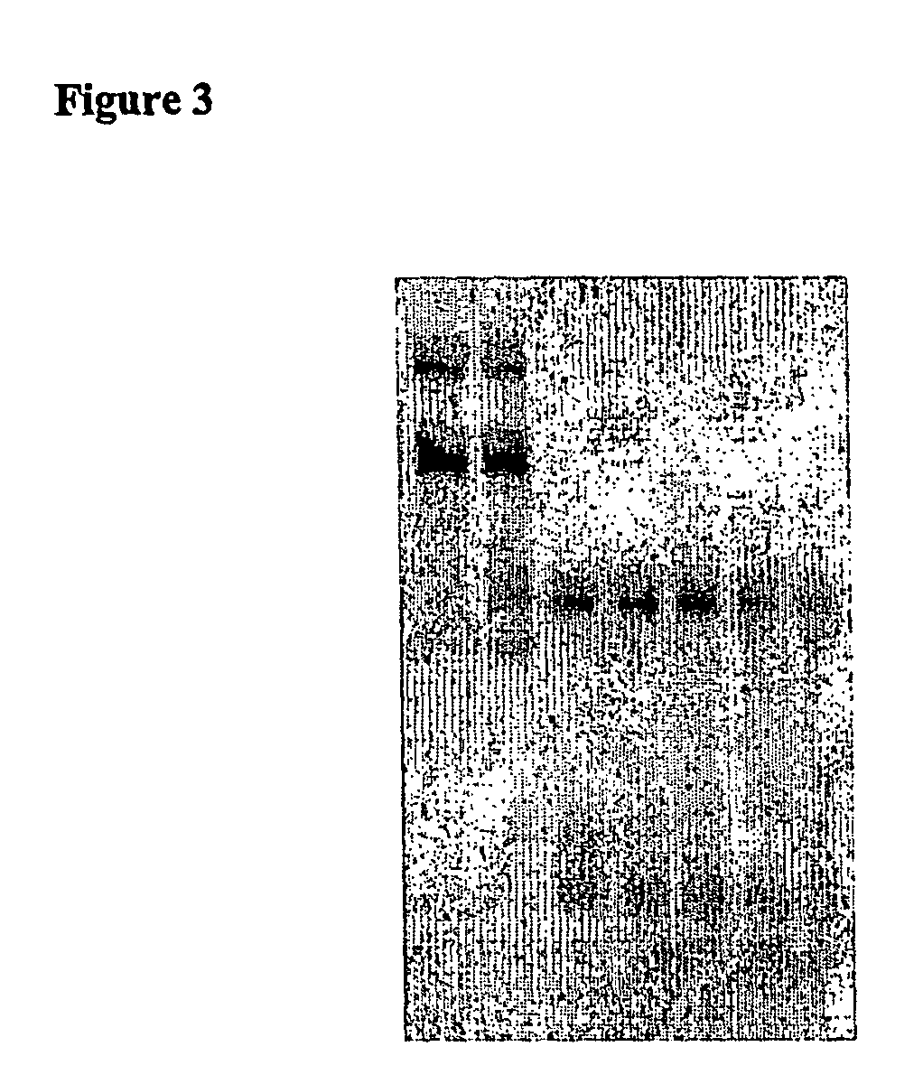 Double-stranded ribonucleic acid with increased effectiveness in an organism