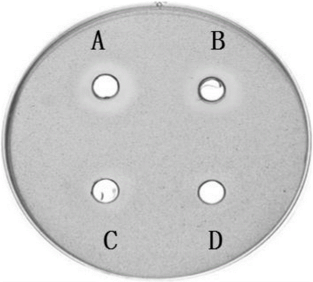 Lactobacillus salivarius and application thereof