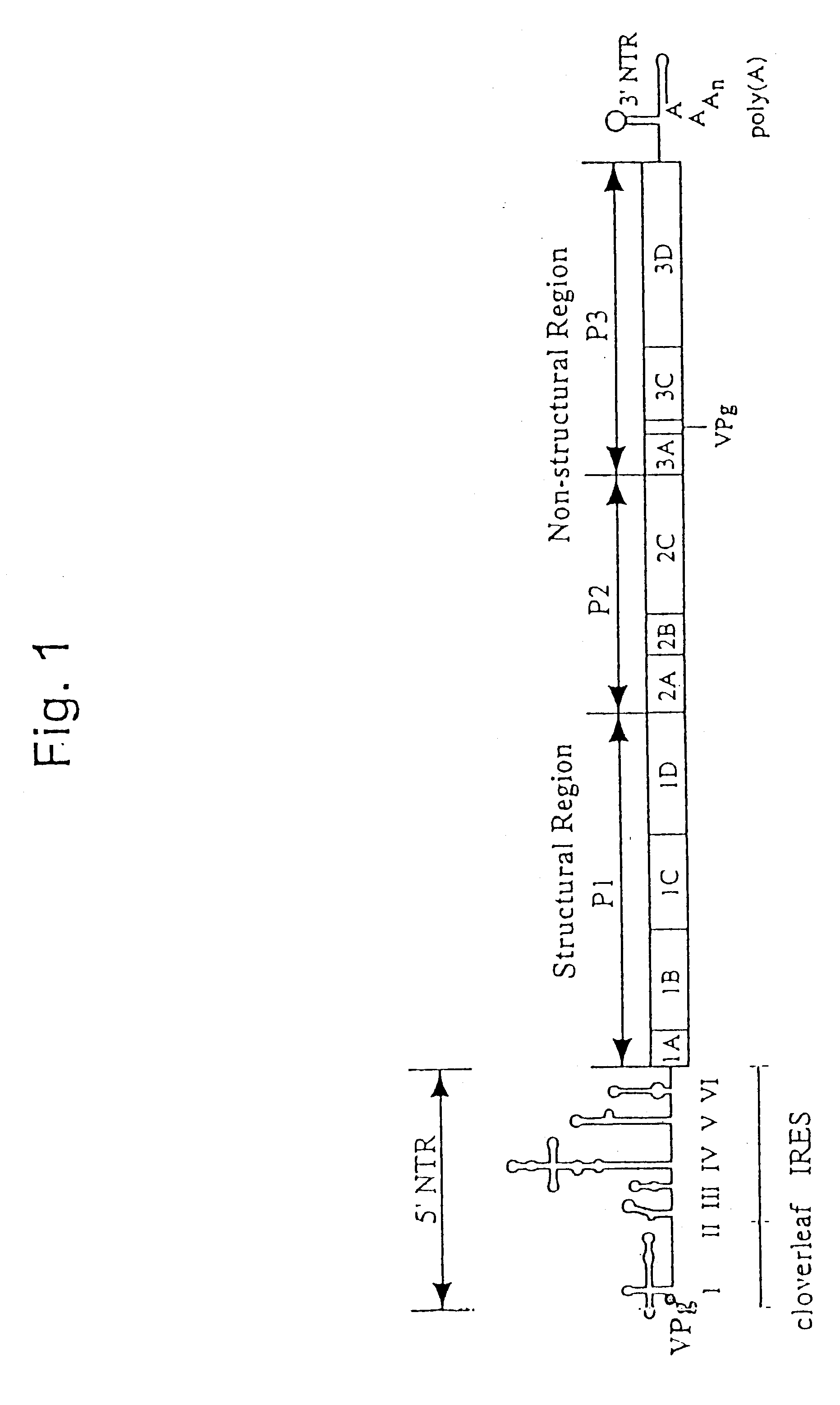 Recombinant poliovirus for the treatment of cancer