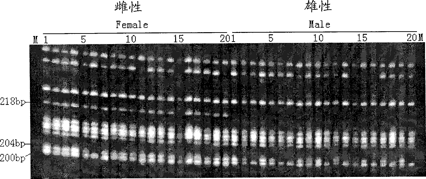 Special molecular marker for sex of verasper variegates, and genetic sex identification method