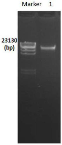 Efficient extraction method of dendrobium officinale genome DNA