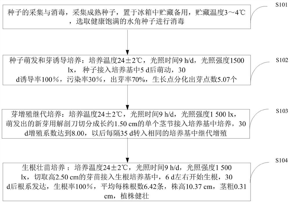 A kind of in vitro propagation method of plant water horn