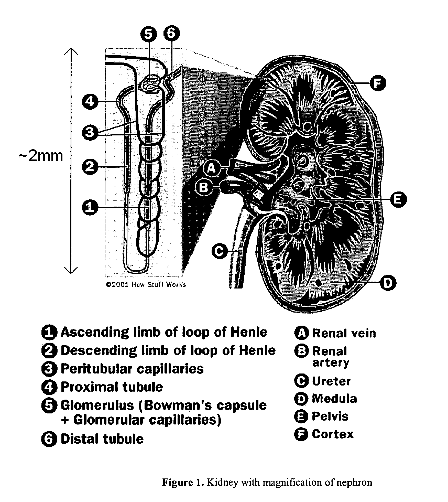 Systems, methods, and devices relating to a cellularized nephron unit