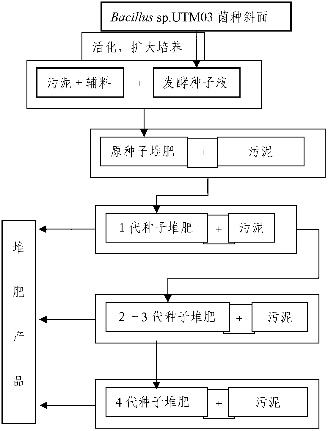 Bacillus sp. UTM03 and application thereof