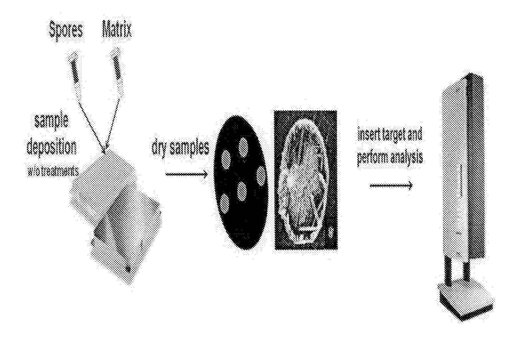 METHOD OF IDENTIFICATION OF SPORE-FORMING Bacillus spp. BY DIRECT In-situ ANALYSIS OF MALDI-TOF MASS SPECTROMETRY, AND ANALYSIS SYSTEM