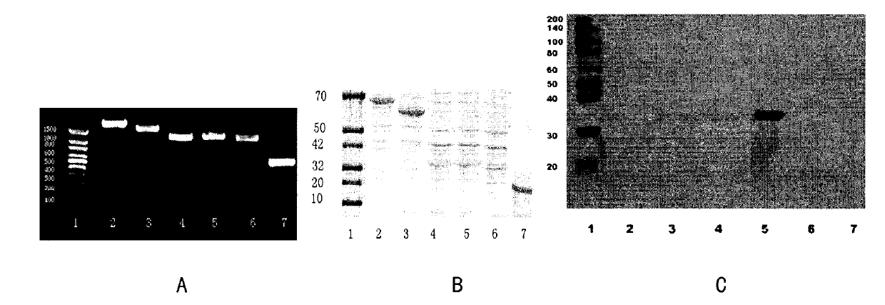 Protein adhered to surface layers of bacteria and application thereof