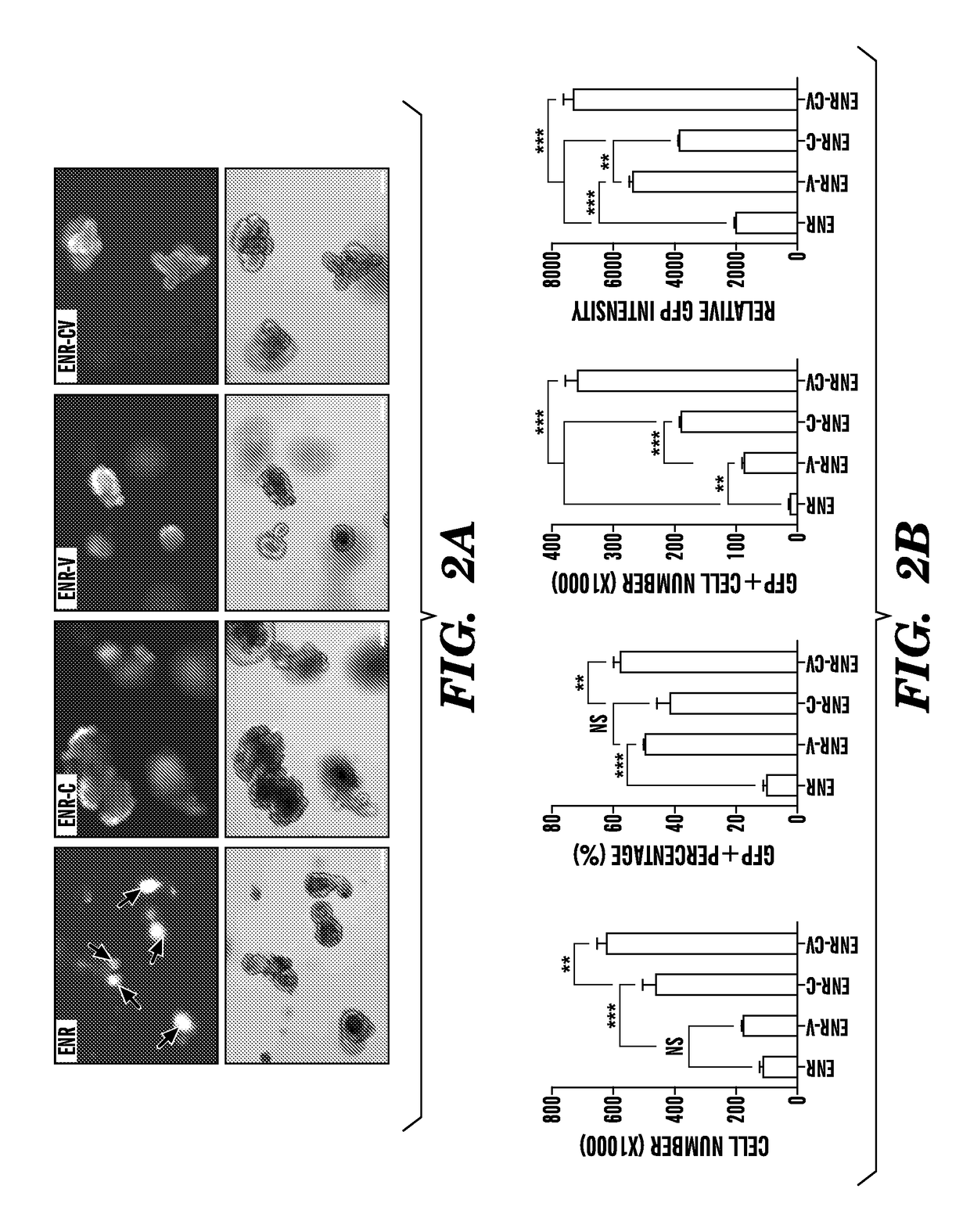 Compositions and methods for epithelial stem cell expansion and culture